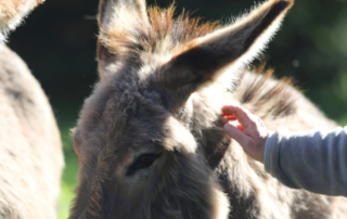 Itinérance en famille avec un âne sur le GR®7 et la ligne de partage des eaux (partie Nord)_Burzet © o.mathis - MCR-rando