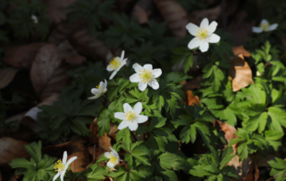 Itinérance en famille avec un âne sur le GR®7 et la ligne de partage des eaux (partie Nord)_Burzet © o.mathis - MCR-rando