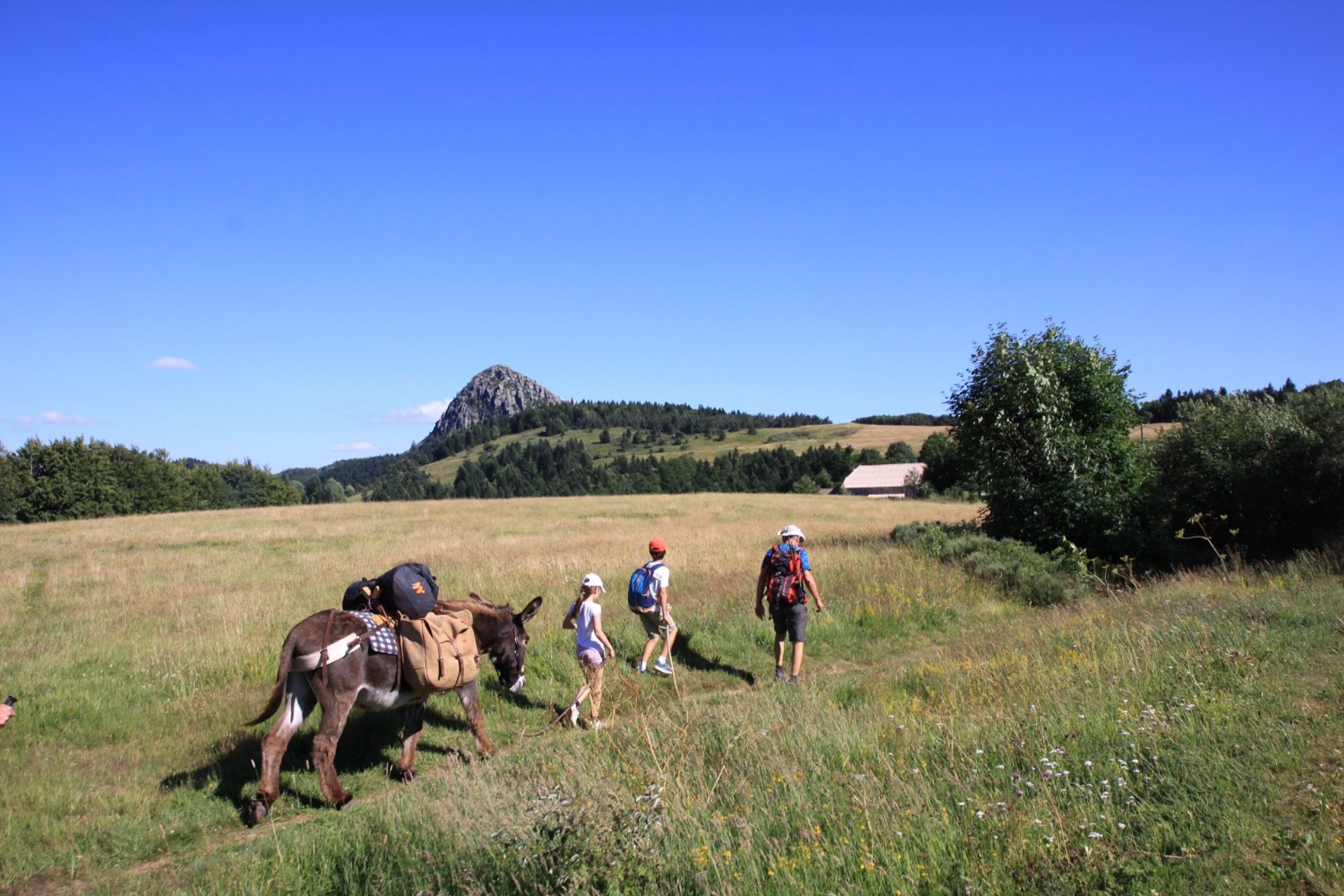 Massif Central Randonnées -Rando tour guidé des volcans des Monts d’Ardèche avec un âne - vue sur le gerbier de Jonc