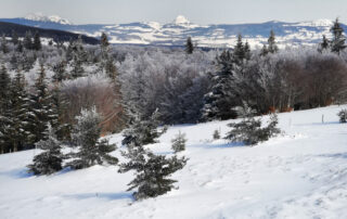 Trucs et astuces du trappeur hivernal