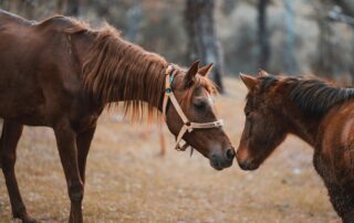 Week-end bien-être autour de soi et du cheval