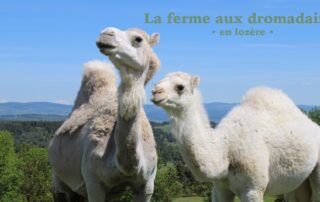 Dromazère : Parc animalier_Auroux © Dromazère