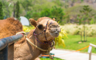 Dromazère : Parc animalier_Auroux © Dromazère