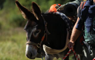 Printemps de l&rsquo;Âne 2026_Burzet ©  Olivier Mathis