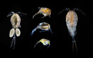 Extrait du film Odyssée mare