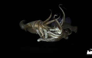 Extrait du film Sépia, l&rsquo;odyssée d&rsquo;une seiche