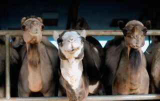 Dromazère © Line Delmas