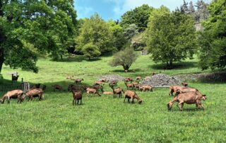 De Ferme en ferme : Visite de la Ferme de la Louvèche © La Louvèche