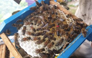 Apiculture – Les Ruchers du Moulin – Léa et Rémy Delenne_Saint-Laurent-les-Bains – Laval d&rsquo;Aurelle © Les Ruchers du Moulin