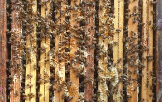 Apiculture – Les Ruchers du Moulin – Léa et Rémy Delenne_Saint-Laurent-les-Bains – Laval d&rsquo;Aurelle © Les Ruchers du Moulin