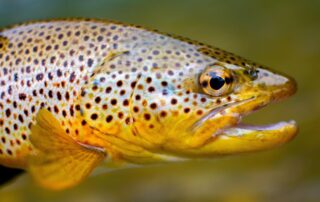 Assemblée générale_Sainte-Eulalie © Canva