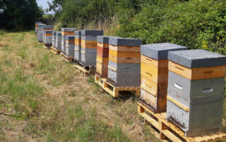 Apiculture – Miel du Tanargue – Grégory Michel © Miel du Tanargue