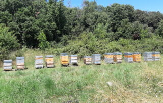 Apiculture – Miel du Tanargue – Grégory Michel © Miel du Tanargue