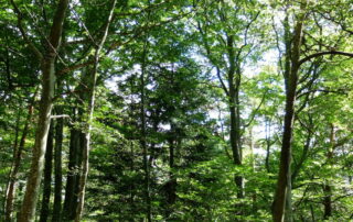 Les oiseaux des forêts du Tanargue