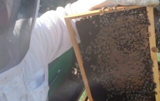 Les abeilles de Paul – Roche Fanny – Apiculteur_Usclades-et-Rieutord © Les abeilles de Paul