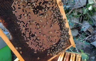 Les abeilles de Paul – Roche Fanny – Apiculteur_Usclades-et-Rieutord © Les abeilles de Paul