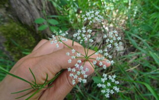 Balade gourmande plantes sauvages et comestibles_Borne © PNR Monts d'Ardèche