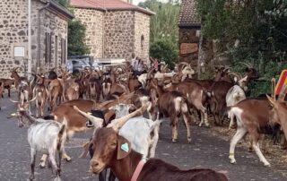 Biquettes devant la ferme © Charlotte HEVIN