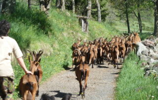 Le troupeau en route vers les paturâges © Cab'riou