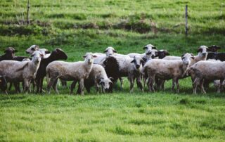Fête de la transhumance – Estive en fête : randonnée pastorale sur le Tanargue_Borne © Aliaksei Semirski