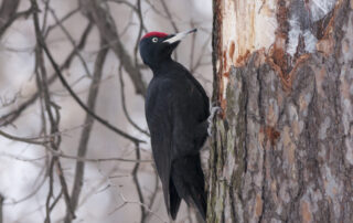 RDV Biotrésors : Les oiseaux des forêts du Tanargue