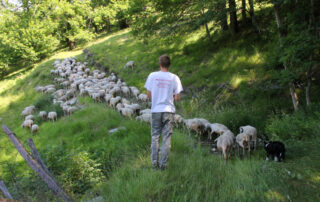 RDV biotrésors : Journée du pastoralisme sur le Tanargue