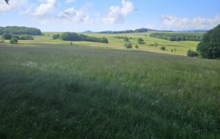 RDV Biotrésors : Randonnée découverte de la flore