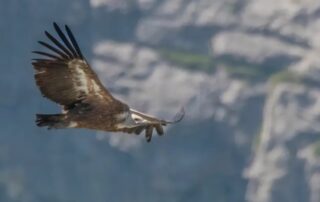 RDV Biotrésors : Atelier à la découverte des oiseaux planeurs