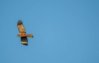 Sortie rapaces – Animation Nature