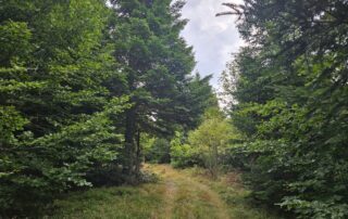 RDV Biotrésors : A la découverte de nos Forêt_Mazan-l&rsquo;Abbaye © PNR Monts d'Ardèche