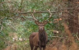 RDV biotrésors : Sortie Brame du cerf