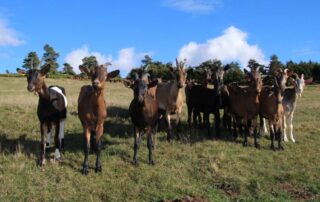 Ferme Sagne Rousseyre_Lanarce © Ferme Sagne Rousseyre