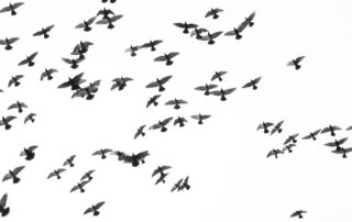 Journée autour des oiseaux et des chauves-souris