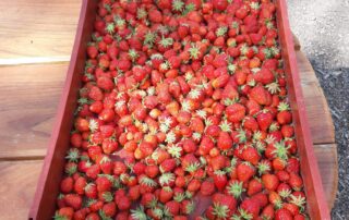Mini marché paysan_Lanarce