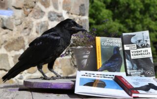 Conférence « le corbeau au sommet de l’intelligence et du comportement animal, pourquoi?»_Saint-Andéol-de-Fourchades © CD07