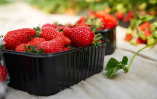 Ouverture de la cueillette de fraise à la ferme la Galerie Ardéchoise ! 🍓_Saint-Martial © Magnific