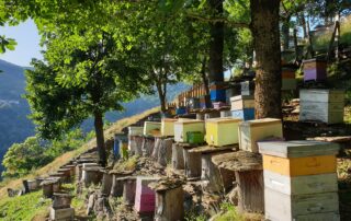 Apiculture – Les Ruchers du Moulin – Léa et Rémy Delenne
