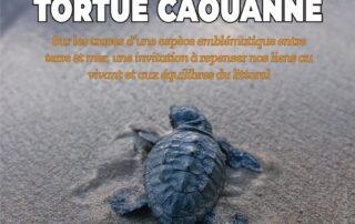 Diaporama interactif : l&rsquo;Odyssée de la tortue caouanne_Cavalaire-sur-Mer ©  Mairie de Cavalaire