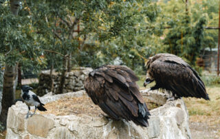 Randonnée les rapaces, vautours