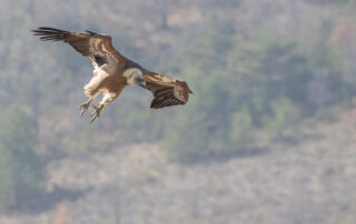 Sortie nature : Animation Rapaces – Rencontres nature
