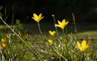 Sortie nature : Plantes sauvages et leurs vertus oubliées_Sagnes-et-Goudoulet © Magnific