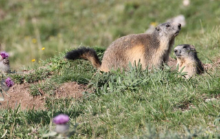 À la rencontre des marmottes des Monts d’Ardèche_Sagnes-et-Goudoulet © Katell