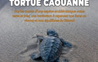 Diaporama interactif : l&rsquo;Odyssée de la tortue caouanne_Cavalaire-sur-Mer ©  Mairie de Cavalaire
