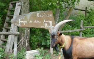 Séjour immersif à la ferme : Traite des chèvres et fabrication de fromage