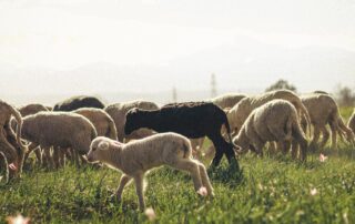 Conférence : Les chiens de protection de troupeaux_Langogne © Pexels_Ehaan Dewa
