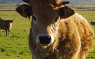 visite de ferme © Cathy Bonnefoy