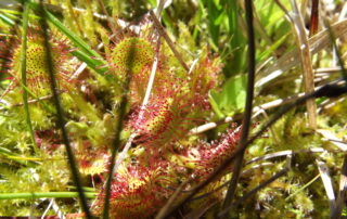 Drosera