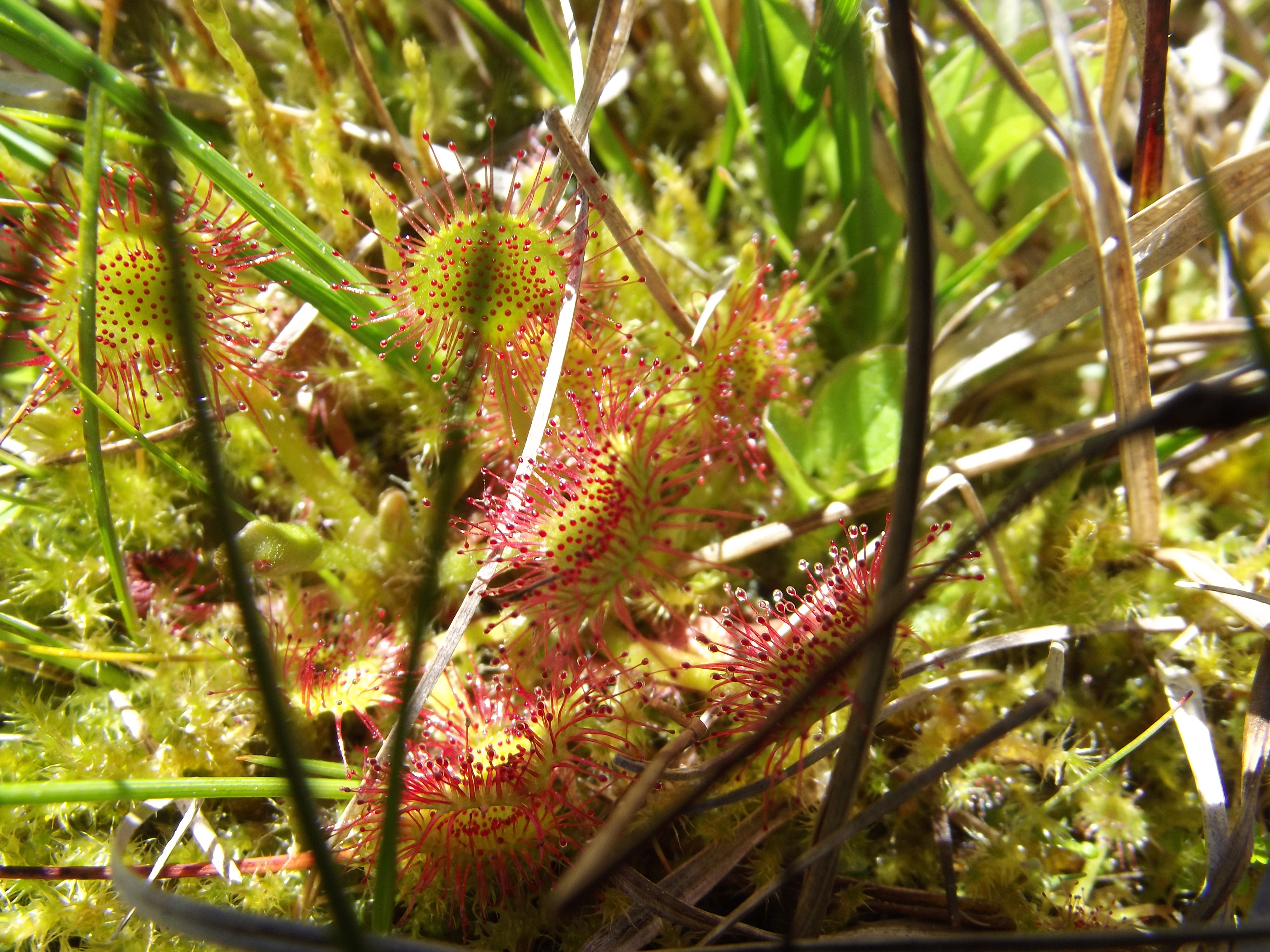 Drosera