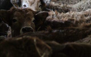 visite de ferme © Les Estables