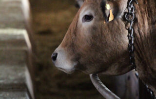 visite de ferme © Les Estables